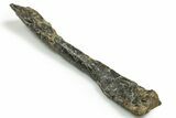 Fossil Ornithopod Dinosaur (Dryosaurus) Radius - Wyoming #371503-2